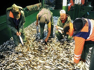 Balıkçılar Vira bismillah'a hazırlanıyor