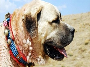 3 köpek GPS ile takip ediliyor