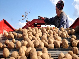 Tarlada çürüyen patates zam şampiyonu oldu