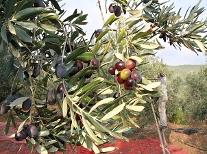 Zeytin sineğindeki artış korkutuyor