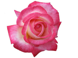 Peygamberlerin ve şehidlerin bile imreneceği nurdan minberler