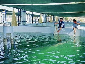 Su ürünlerinde son 10 yılda yüzde 150 artış sağlandı