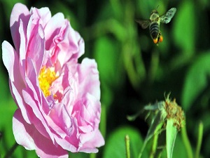 300 gül çeşidini aynı bahçede topladılar