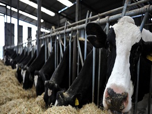 BDDKYB: Hayvan sürülerine kota getirilmelidir