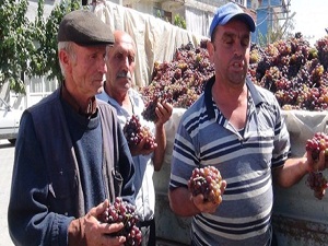 Uşaklı üzüm üreticisi isyan etti
