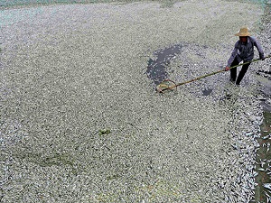 Çin'de ölü balık şoku