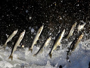 Sağlık için balık