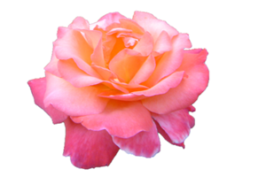 İster zalim, ister mazlum olsun din kardeşine yardım et