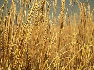 Hububat rekoltesi 1 milyon tonun üzerinde arttı