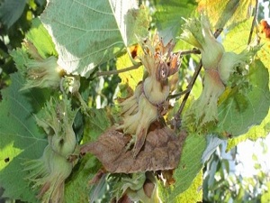 Fındık fiyatları toparlanıyor