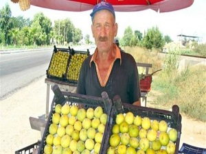 İncir üreticinin yüzünü güldürdü