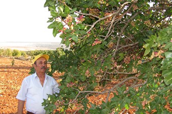 Antep fıstığının kalitesi yüksek, rekoltesi düşük