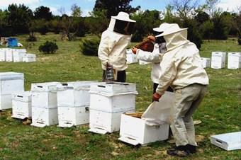 Kayserililer Bal Üretimi İçin Arıcılığa Merak Saldı