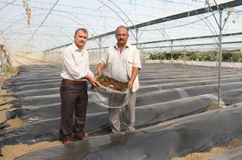 Hatay'da 14 çiftçiye 120 bin çilek fidesi dağıtıldı