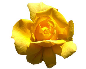 Bal ve Kur'an iki şifa kaynağı, elden bırakmayın