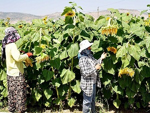 Tereciye tere sattık