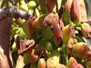 Antep fıstığı fiyatları yüzde 50 arttı