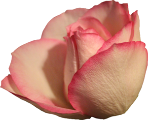 Kabalık uğursuzluk, yumuşaklık ise