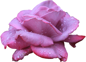 Resûlullah (asm) insanların en güzel ahlâklısı idi