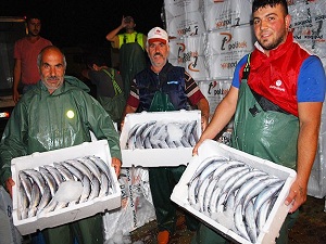 Karadeniz'den adeta palamut fışkırıyor