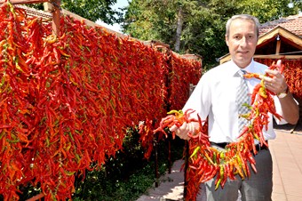 Karaağaç acı biberinin hasadına başlandı