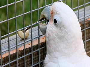 Bu hayvanlar 'akılları' ile şaşırtıyor