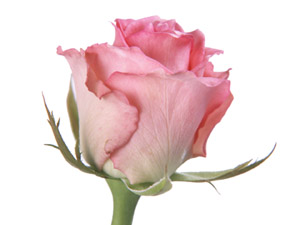 Dindarlığınızın en hayırlısı haramdan titizlikle sakınmaktır