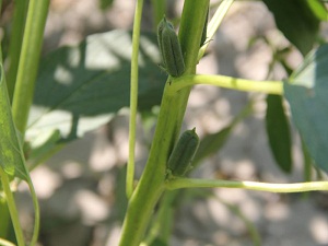 Muğla'da susam hasadı başladı