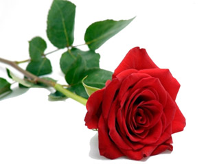 Kuşları yuvalarında rahat bırakın, ürkütmeyin