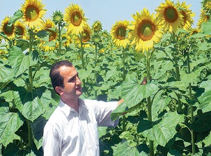 Ayçiçeği üreticisi fiyat bekliyor