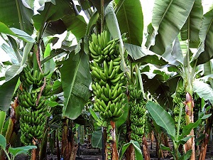 Muzda sıcak hava bereketi