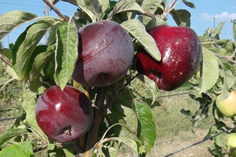Bitlis'in elma bahçeleri Amasya'ya rakip oluyor