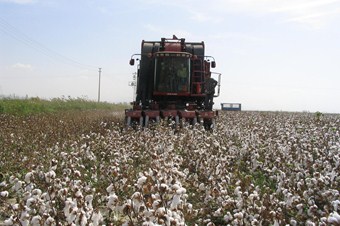 Çukurova'da pamuk üretimine destek talebi