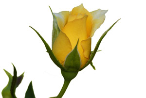 Allah bir kulu sevdiği zaman Cebrâil’e emreder