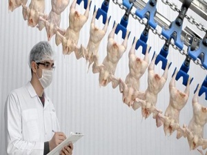 En çok tavuk eti yeniliyor