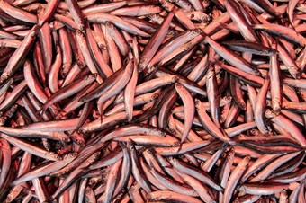 Karadeniz hamsisi yüzünü gösterdi