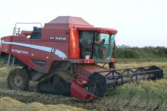 Trakya'daki Çeltik Hasadı