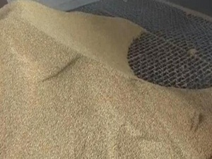 Çeltik hasadı dualar ile başladı