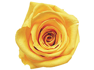 İnsanlarla hoş geçinmek sadakadır