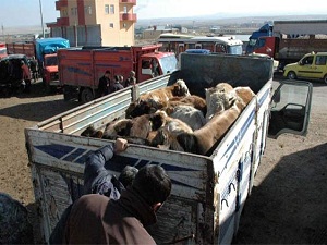 Kurbanlık sevkiyatı başladı