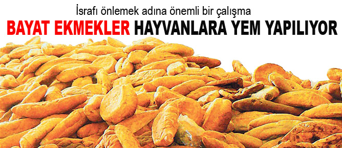 Bayat ekmekler hayvanlara yem yapılıyor