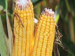 Mısır'ın satış fiyatı belli oldu