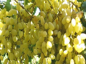 Manisa'da üzüm bağı alanı yüzde 16 arttı