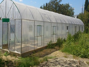 TİKA'dan Tiflis'te mini sera!