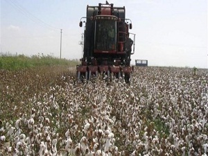 Pamukta elle hasat dönemi bitti