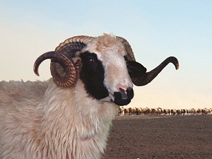 Kurban ibadeti kulu sadece manen Allah’a yaklaştırmaz