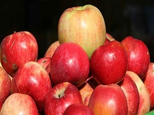 Türkiye'nin elma deposuna'Kurt'düştü