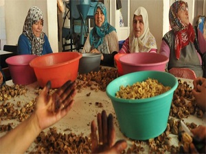 Kınalı eller, 10 bin ton ceviz üretecek