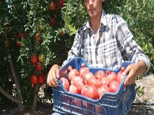 Nar dalında alıcı buluyor