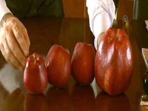 800 gramlık elma görenleri şaşırtıyor